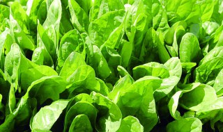 菠菜什么时候传入中国 菠菜传入中国的时间