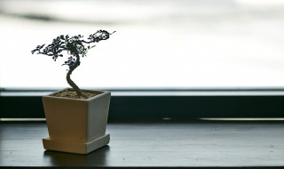 怎么才能让老桩快速发芽生根 如何让老庄快速发芽