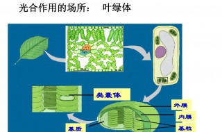 光合作用的场所 光合作用的场所是什么