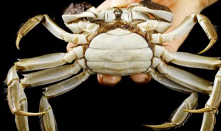 大闸蟹怎样储存可以储存多久 今天终于知道了涨知识