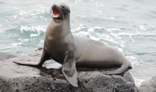海豹和海狮的区别 海豹和海狮的区别简单介绍