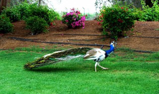 花孔雀是什么意思 花孔雀的解释
