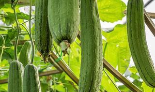 请问丝瓜怎样储存 请问丝瓜如何储存