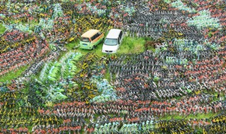 密密麻麻什么意思 密密麻麻的理解