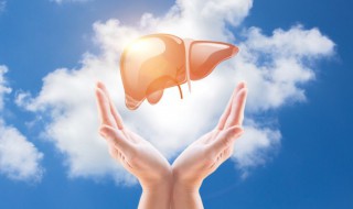 人的肝脏功能有什么用 人的肝脏有什么作用