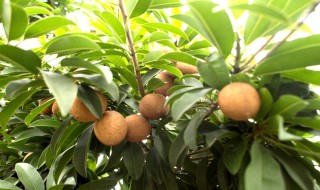 果树怎么种好 种果树方法