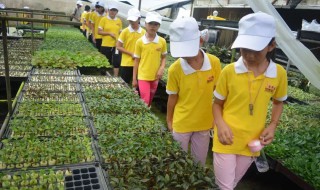 什么是垄作法 垄作法介绍