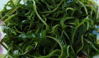海芥菜生的怎样储存 海芥菜生的如何储存