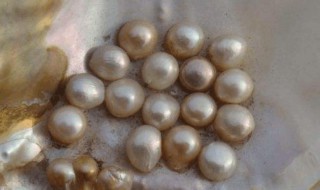 把珍珠取出来蚌会死吗 把珍珠取出来蚌会不会死