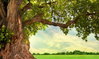 环境容纳量是什么 环境容纳量的解释