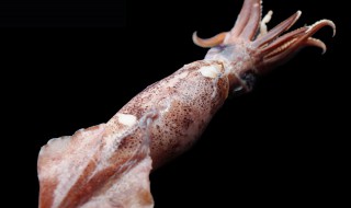 海兔子晒干怎样储存 海兔子晒干如何储存