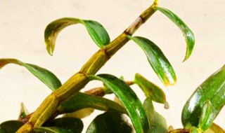 石斛怎样长期储存 石斛储存方法