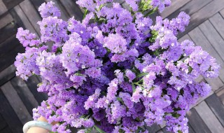 勿忘我的花语和寓意 关于勿忘我的花语