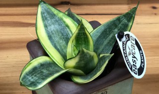 虎尾兰的花语及寓意 关于虎尾兰的花语介绍