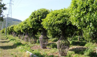 桂花的种植和注意事项 桂花的种植分享