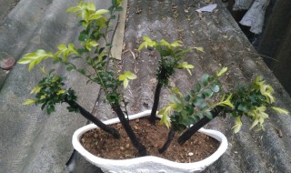 小叶紫檀种植方法和注意事项 小叶紫檀种植方法分享