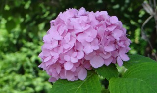 绣球花的花语和寓意 绣球花的花语和寓意分享