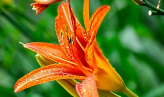 野百合的花语与寓意 野百合的花语与寓意分享