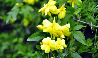 春天的特点是什么 春天的特点有哪些