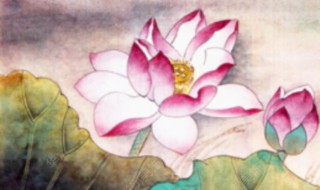 莲花的吉祥寓意 莲花的吉祥寓意分享