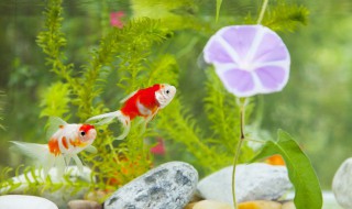 鱼缸需要一直打氧吗 鱼缸需要一直打氧不断吗