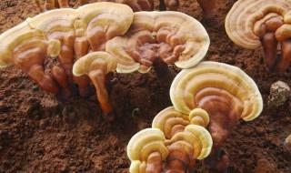 灵芝孢子粉的食用禁忌 灵芝孢子粉的食用禁忌有什么