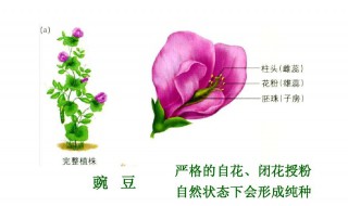 什么是闭花授粉 闭花授粉是什么