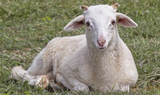 沉默的羔羊什么意思 沉默的羔羊的意思是什么