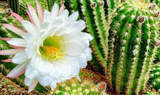 仙人球花语象征与寓意 关于仙人球花语象征与寓意