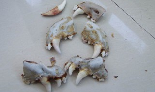 狼牙佩戴禁忌 狼牙佩戴禁忌有哪些