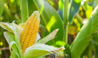 怎么煮玉米好吃窍门 如何煮玉米好吃窍门