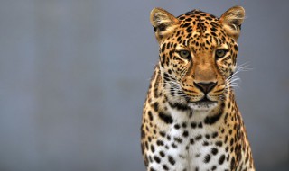 金钱豹是什么意思 金钱豹的含义