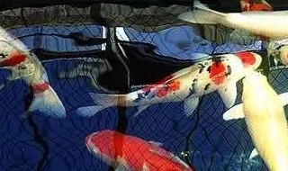 锦鲤蹭缸的治疗方法 锦鲤蹭缸有什么治疗方法