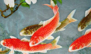 鲤鱼的寓意和象征 鲤鱼的寓意和象征是什么