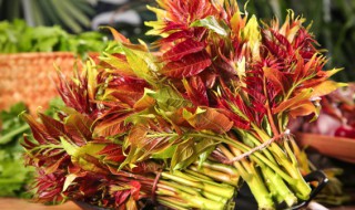 香椿芽要焯水吗 香椿芽要不要焯水