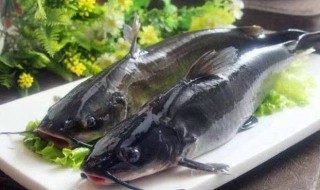 黔鱼刺多吗 黔鱼介绍