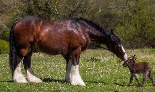 天下害虫是什么生肖 为什么