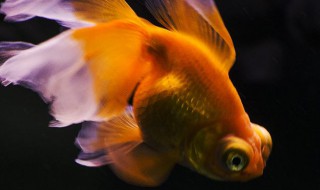 养鱼过滤器做法 养鱼过滤器做法教程详解