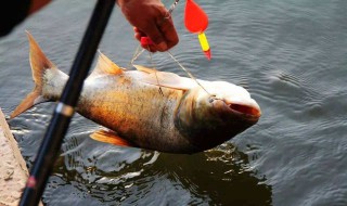 抛竿冬钓鲢鳙技巧 冬季远投扬竿钓鲢鳙的技巧