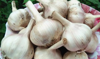 冻蒜什么意思 了解一下