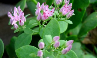 岷江景天介绍 带你了解一下