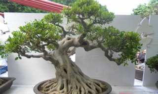 榕树的养护方法 需要注意哪些方面