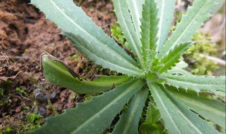 青青菜的药用价值 没想到竟然还有这个价值