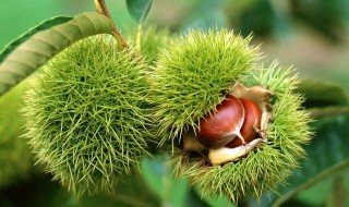 板要怎么做好吃 有什么其他口味