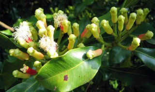 桃金娘开花季节 桃金娘花期是什么时候