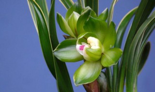 春兰绿云鉴别真假 注意这四个方面