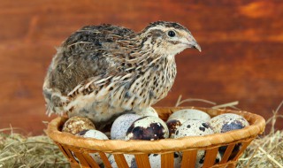 鹌鹑饲养温度 鹌鹑舍养温度多少合适