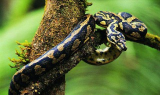 梦见蛇飞起来 梦到蛇飞起来了是什么意思