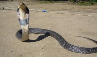 眼镜蛇的毒囊在哪里 眼镜蛇的毒腺在什么位置