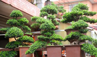 罗汉松s型长出的枝条怎么修剪 罗汉松长出新叶后的修剪方法